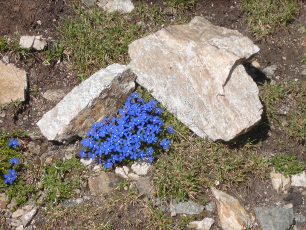 Отель Rifugio Garibaldi Пассо-Стельвио Экстерьер фото
